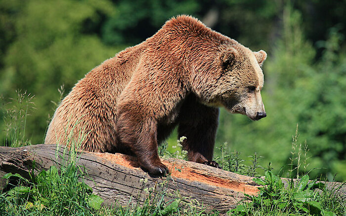 Urlaubsgestaltung in Freyung am Nationalpark Bayerischer Wald